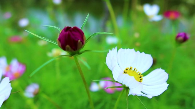 波斯菊黄秋英格桑花