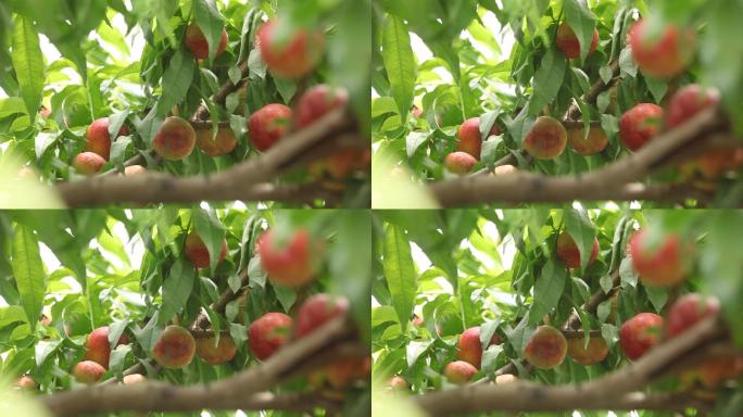 农作物油桃