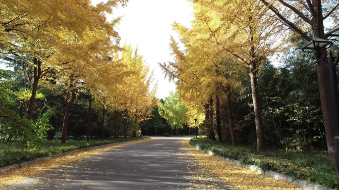 秋天落叶景观大道4k