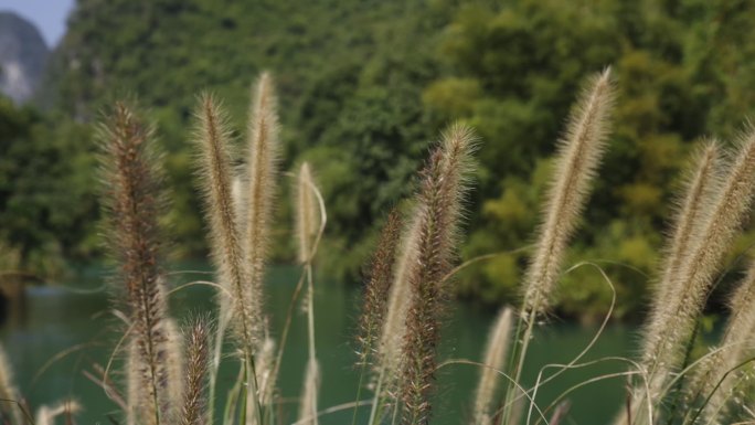 阳光下的狗尾草