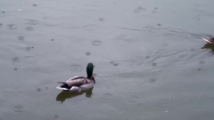雨中鸭子游水