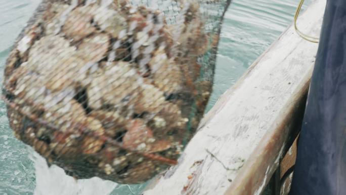 8k海洋养殖扇贝海蛎子