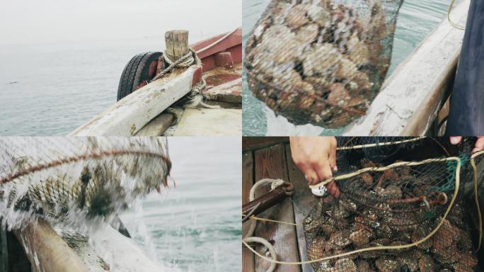 8k海洋养殖扇贝海蛎子
