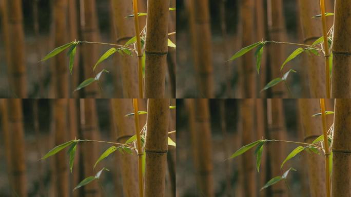 秋天金黄色的花秆早竹竹子竹林06