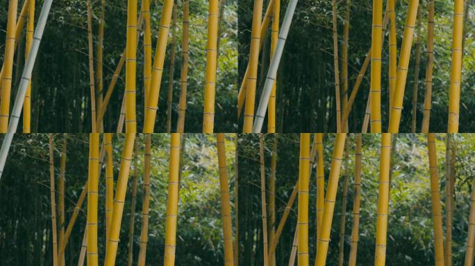 4K金黄色的竹子03