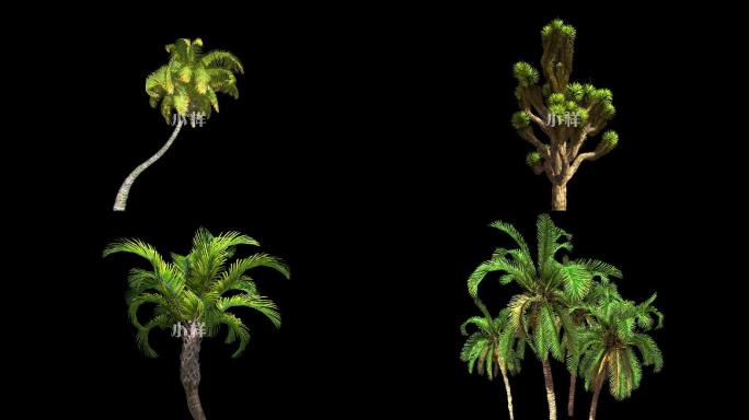 椰子树飘动视频