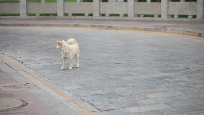 流浪猫流浪狗