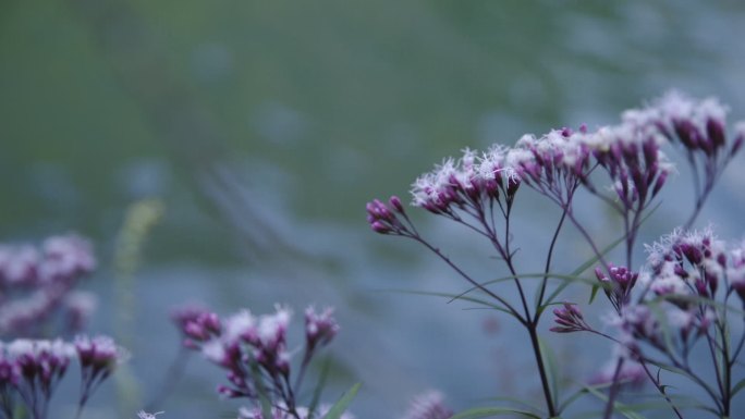 花和蝴蝶花蝴蝶和野花