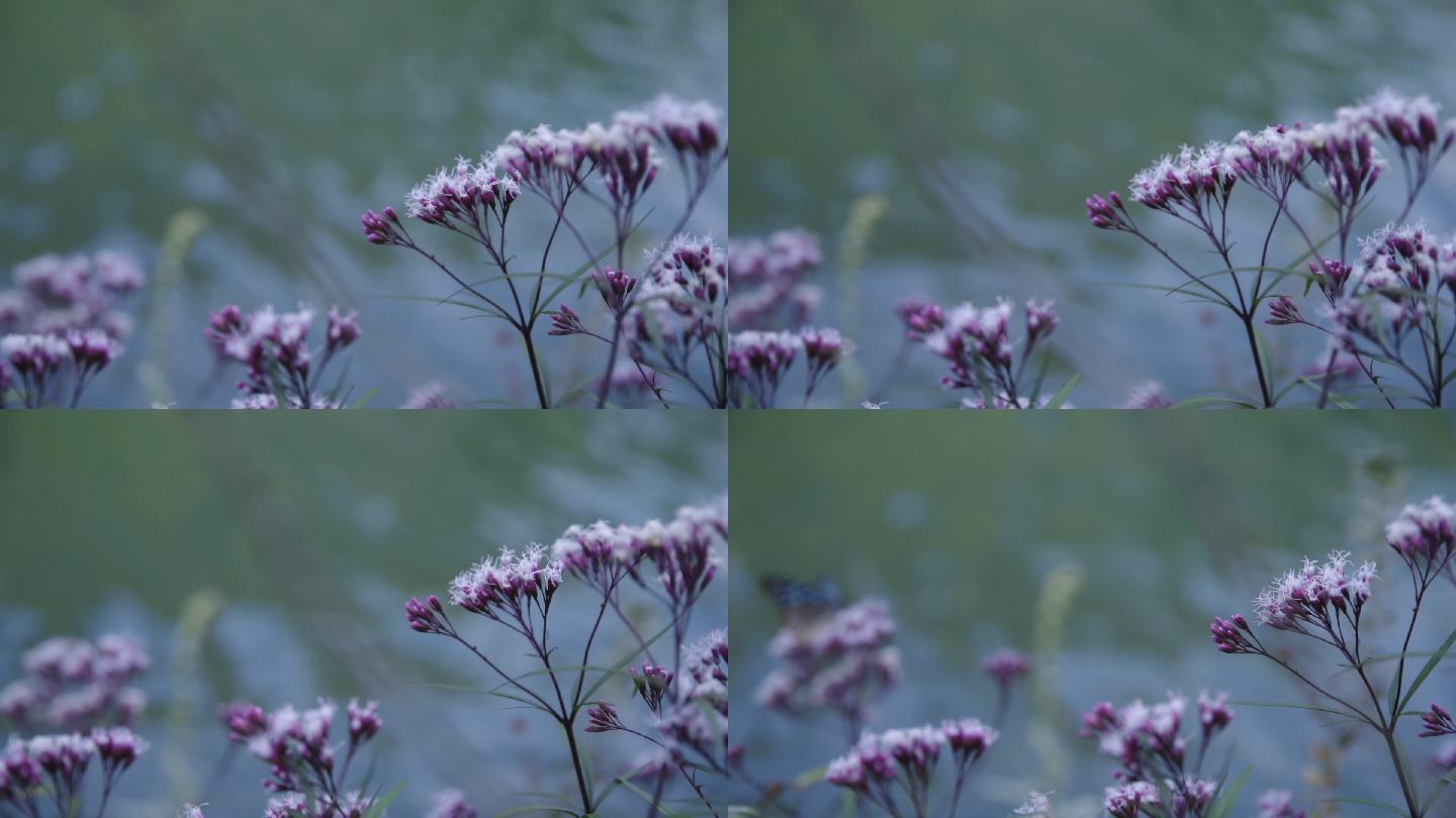 花和蝴蝶花蝴蝶和野花