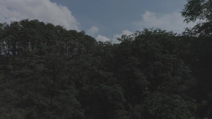 森林航拍4k-log