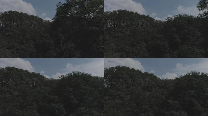 森林航拍4k-log