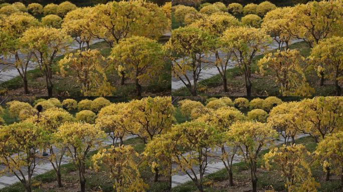 公园好看的树叶子变黄了