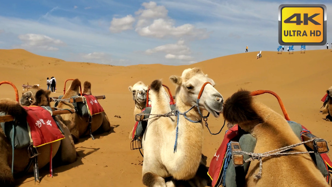 4K沙坡头沙漠骆驼滑沙羊皮筏黄河拓展