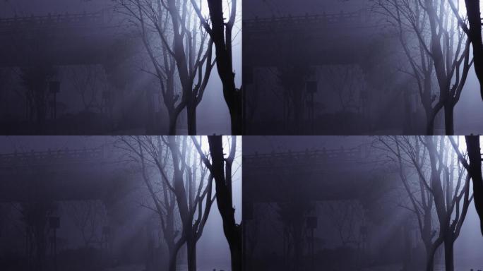 4K夜晚大雾下的枯树光影06