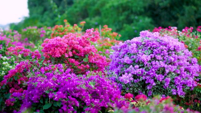 三角梅阳光春天鲜花花海花朵唯美花开意境