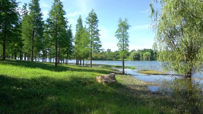 湖面树林柳树滨湖公园风景