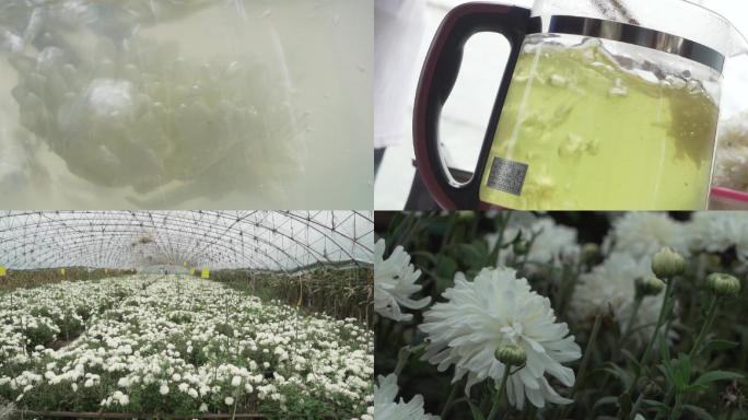 菊花加工采摘杀青菊花空镜种植泡茶饮品