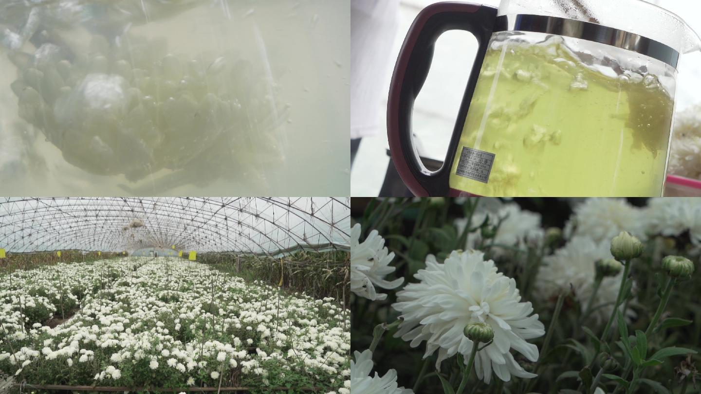 菊花加工采摘杀青菊花空镜种植泡茶饮品