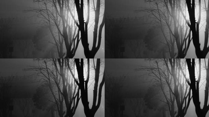 4K夜晚大雾下的枯树光影【黑白画面】