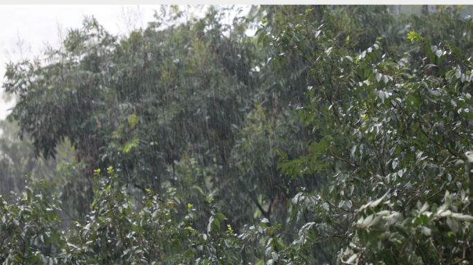 下雨暴雨4K高清实拍