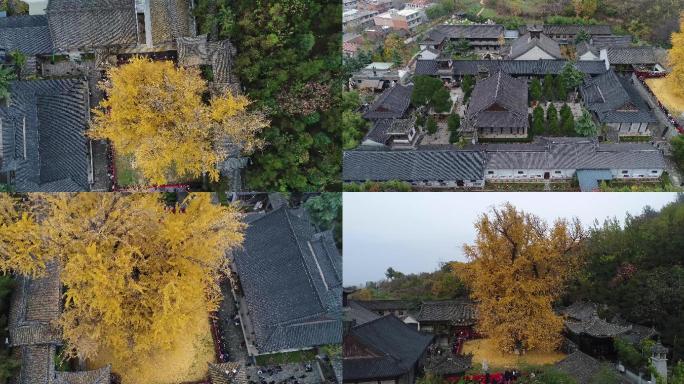 西安秦岭古观音禅寺银杏树