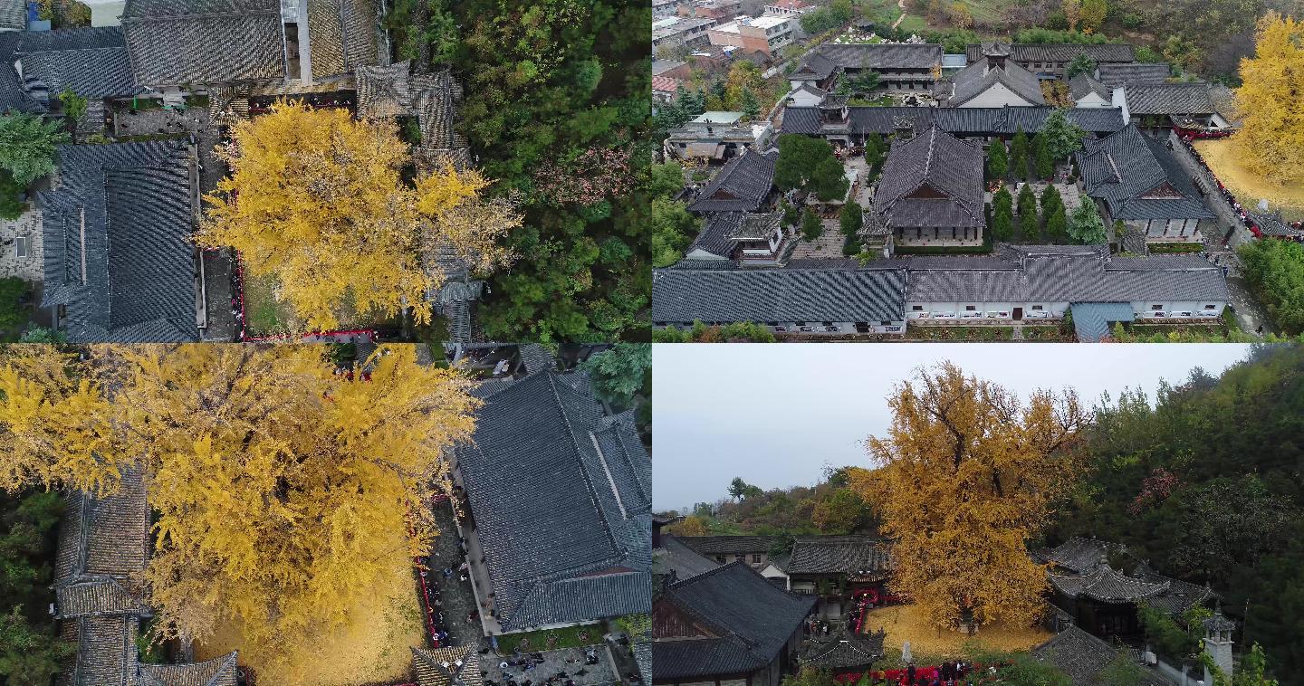 西安秦岭古观音禅寺银杏树