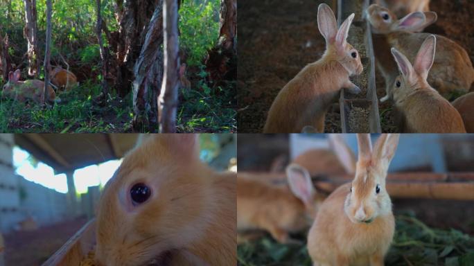 福建特色兔种黄兔养殖