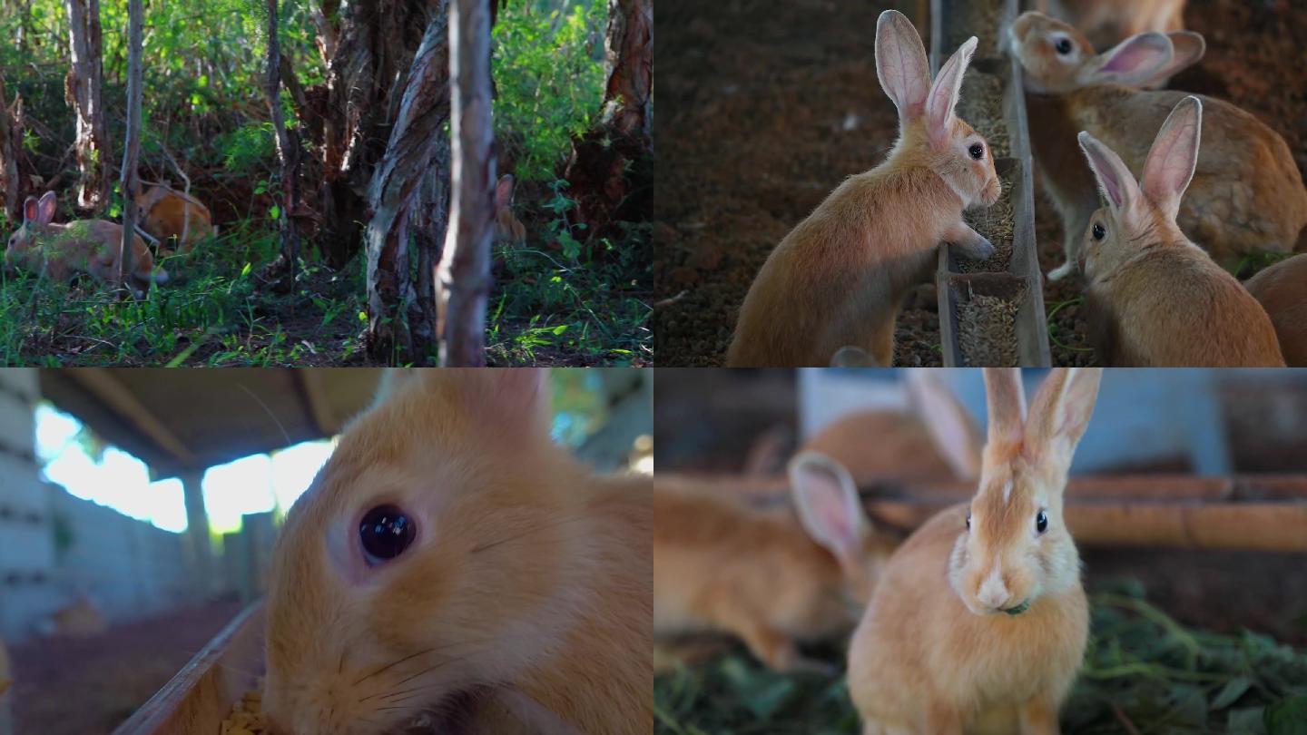 福建特色兔种黄兔养殖