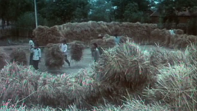 八九十年代收割麦子