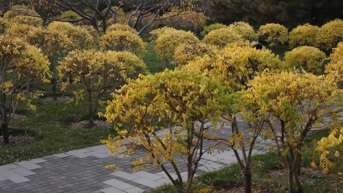 公园好看的树叶子变黄了游人行走在林间小道