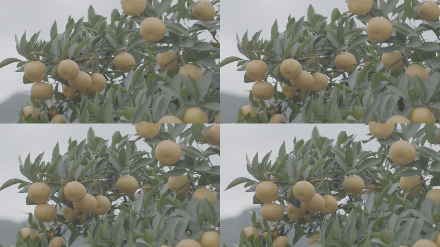 橘子林3