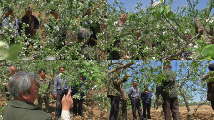 农村苹果树管理技术交流