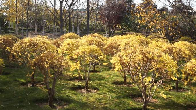 公园一片树木变黄了