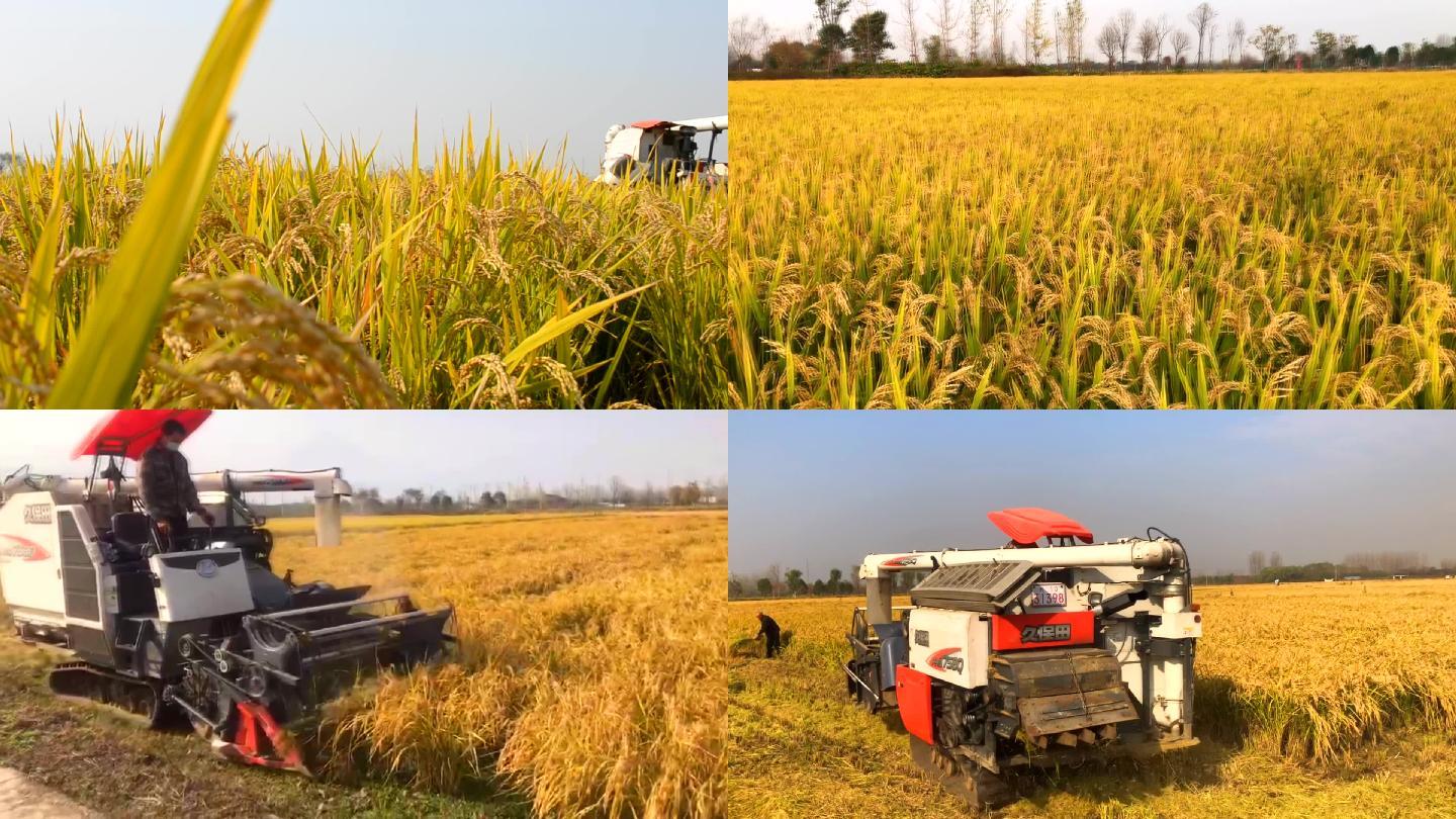 千亩水稻基地-稻田收割-开镰收割高清