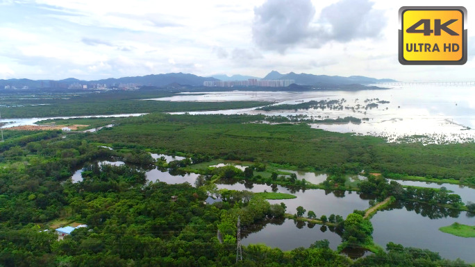 4K航拍深圳河红树林公园自然保护区