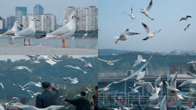 200帧升格拍摄城市中的水鸟