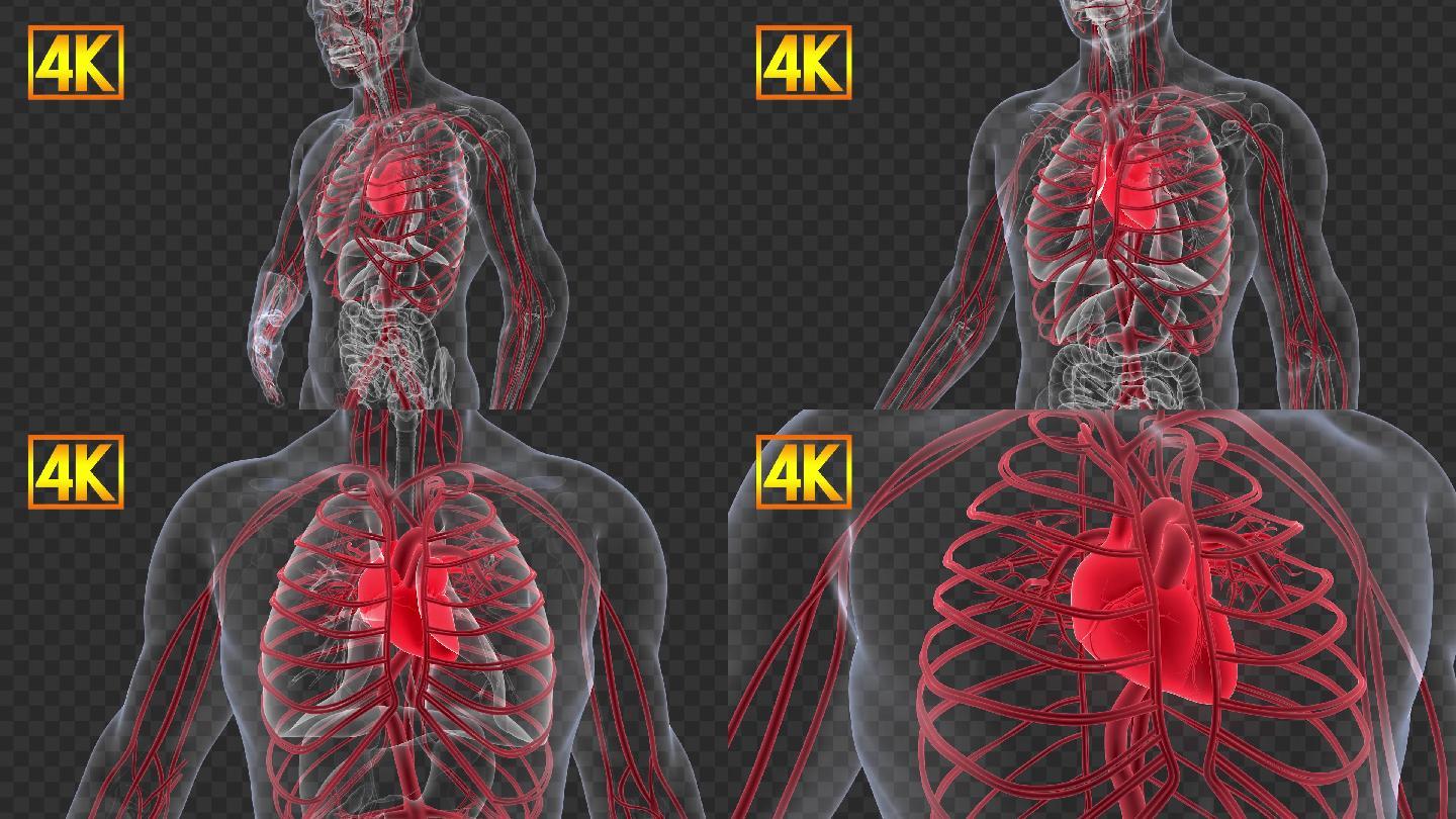 4K心血管心脏疾病动画-带通道