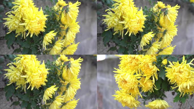 4K菊花特写原创黄菊花黄花小花