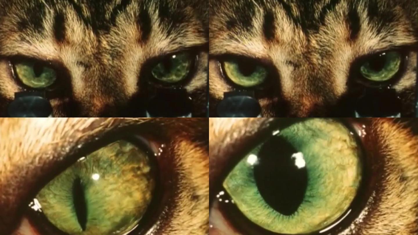 上世纪动物大脑研究/猫眼睛