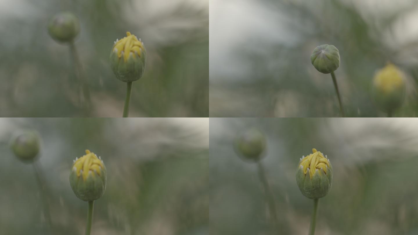 含苞待放的花蕾4K+50帧