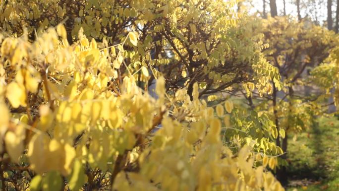庆丰公园树木黄了变焦镜头