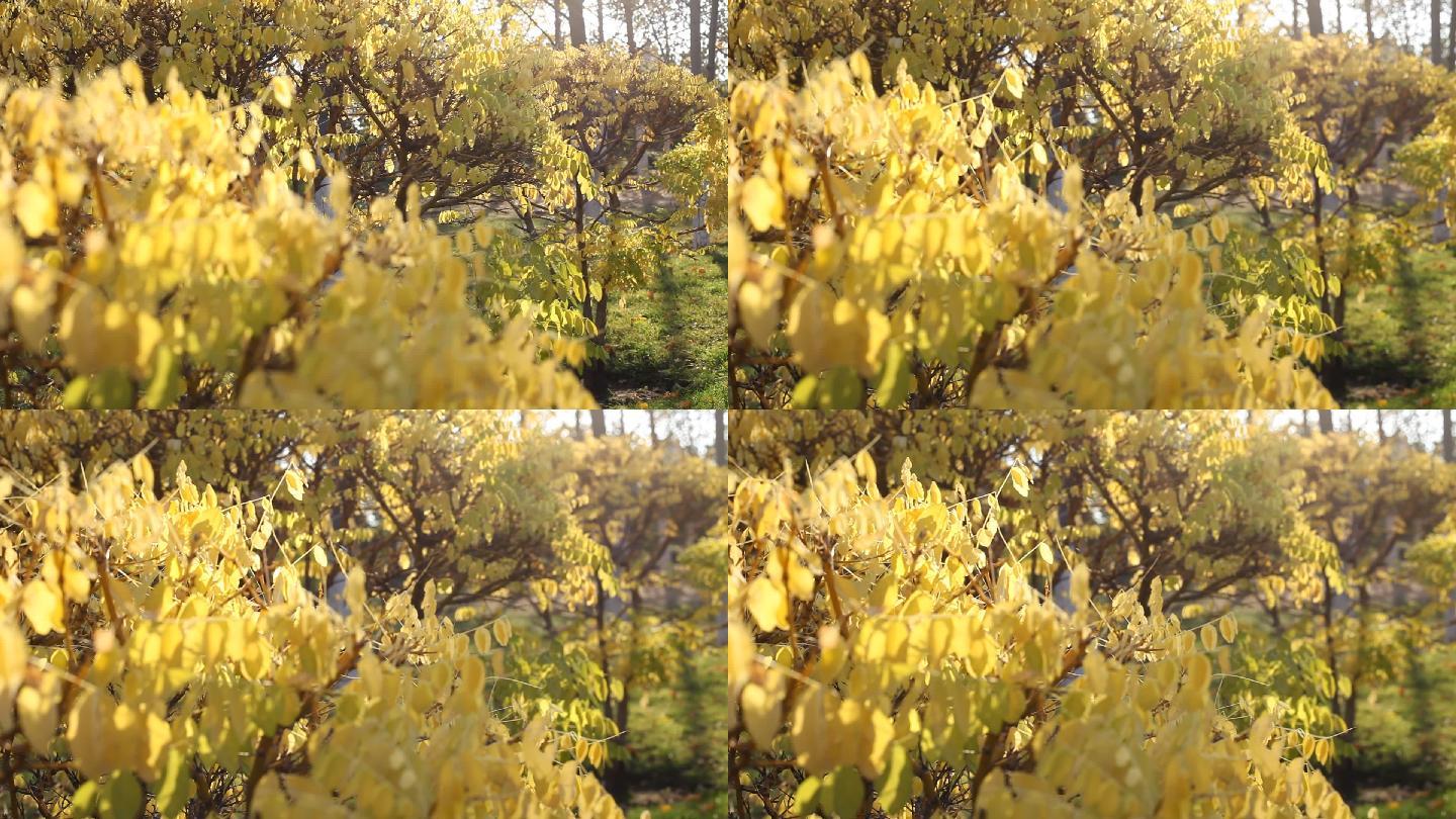 庆丰公园树木黄了变焦镜头