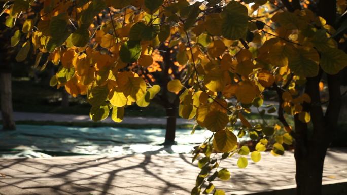 树叶变黄树影倾斜逆光拍摄