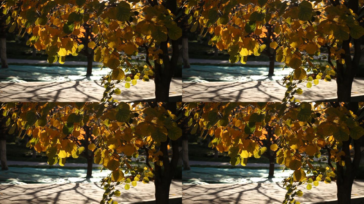 树叶变黄树影倾斜逆光拍摄