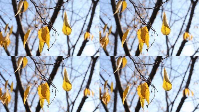 秋末冬初树叶变黄在风中瑟瑟发抖