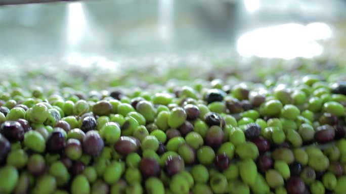 豆子橄榄健康营养食材料理美食烹饪