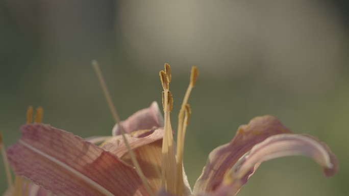 4K实拍芭蕉花蕊