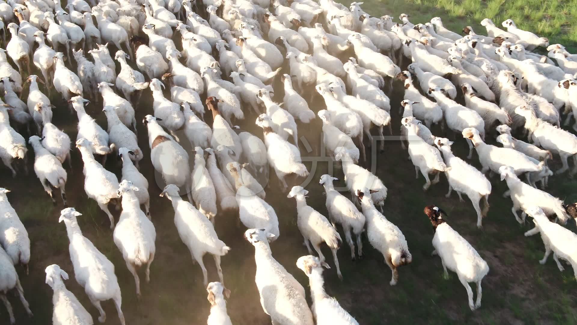 羊群中必定有一只领头羊，它是怎么来的？是天生还是人工培养的？