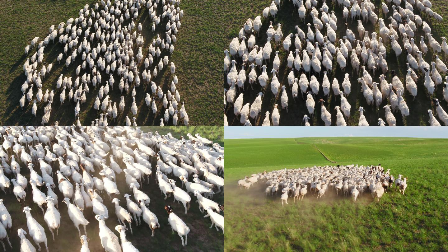 大草原上的羊群内蒙古大草原