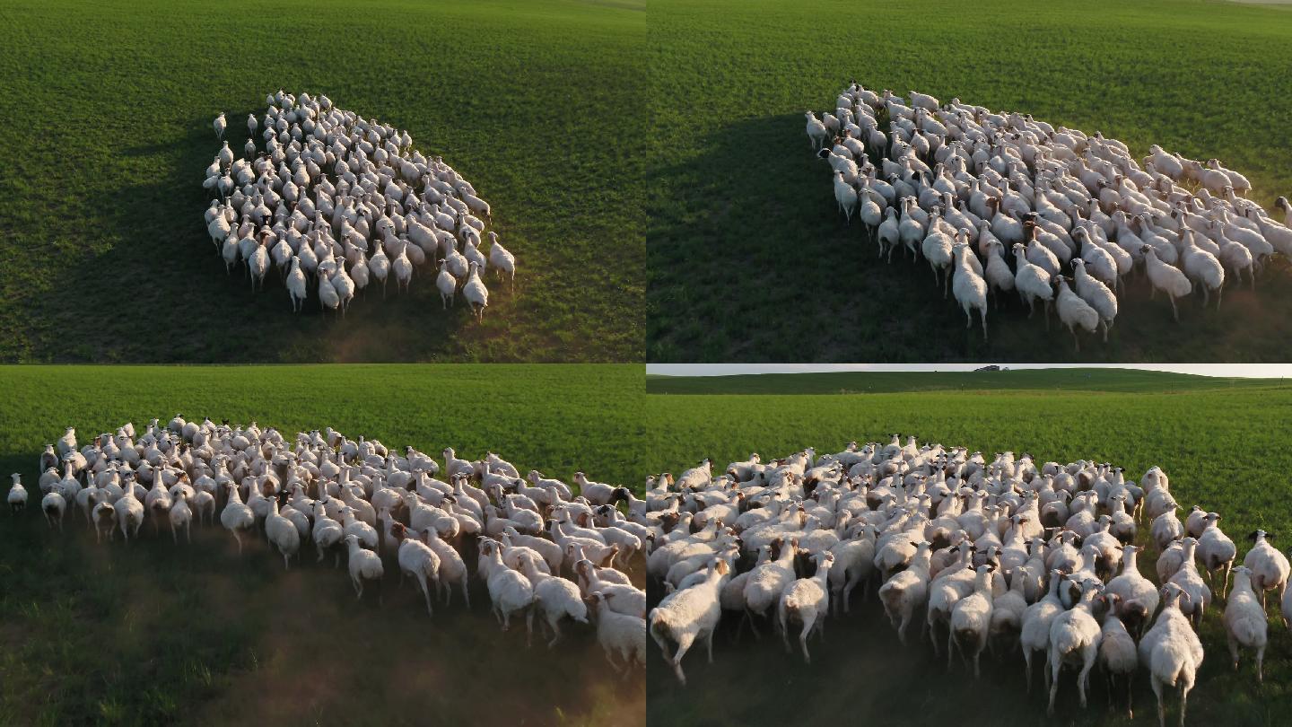 草原羊群图片素材-编号11028604-图行天下